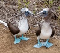 Blue-Footed Boobies
